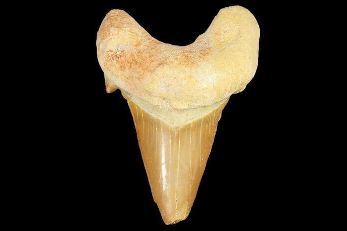 Fossil Shark Tooth (Otodus) - Morocco #103265